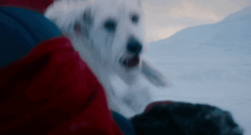 a person in a red jacket is holding a white dog in the snow .