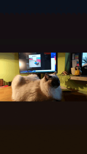 a cat is laying on a desk in front of a computer monitor with a picture of a building on it