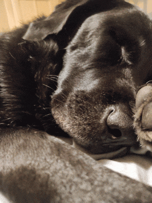 a close up of a dog sleeping with its paw on its face