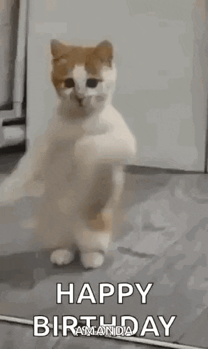 a cat is standing on its hind legs in a room and dancing .