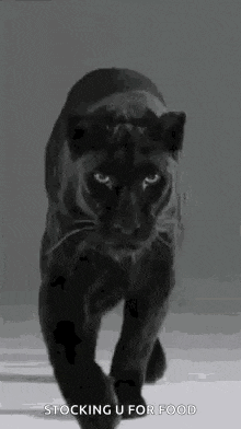 a black panther is walking across a snowy field .