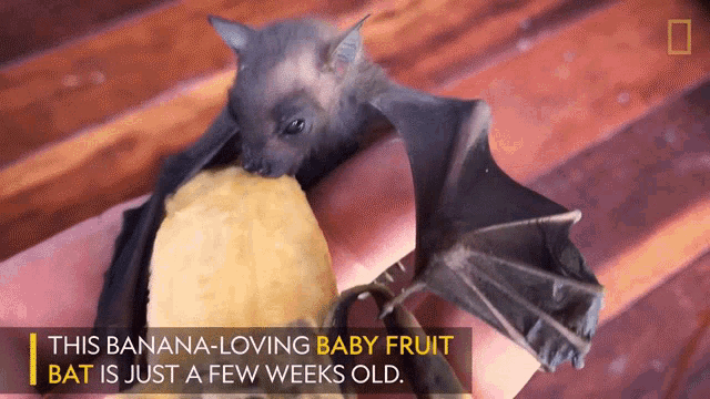 His Banana Loving Baby Fruit Bat Is Just A Few Weeks Old Worlds Weirdest GIF - His Banana Loving Baby Fruit Bat Is Just A Few Weeks Old Worlds Weirdest Bat Appreciation Day GIFs