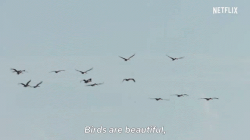 Birds Are Beautiful Flying GIF - Birds Are Beautiful Birds Flying GIFs