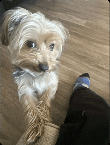 a small dog standing next to a person wearing a pair of blue and black socks