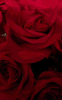 a bunch of red roses with a black background