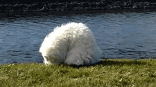 Not The Brightest GIF - Dog Savoyed Fall GIFs
