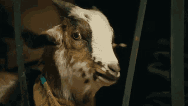a brown and white goat wearing a yellow bandana behind a fence