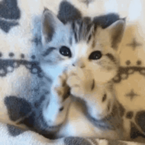 Cute Kitten GIF - Cute Kitten Preci GIFs