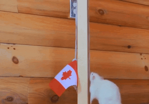 Canada Flag GIF - Canada Flag Rat GIFs
