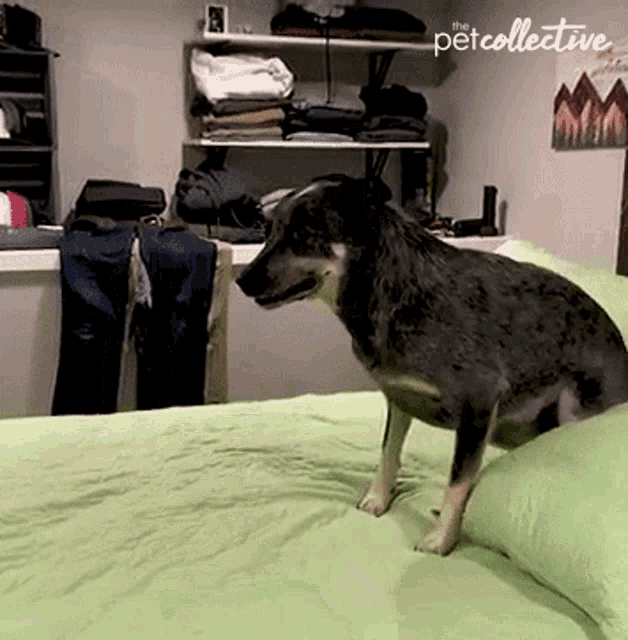 Zoomies The Pet Collective GIF - Zoomies The Pet Collective Dog GIFs