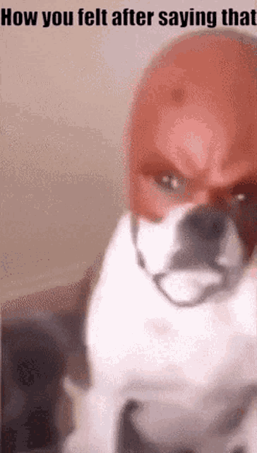 Dog Daredevil GIF - Dog Daredevil How You Felt After Saying That GIFs