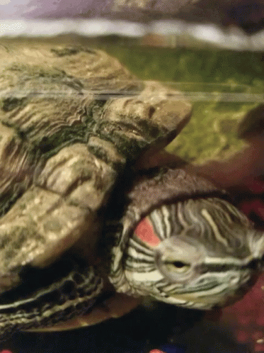 Turt Turtle GIF - Turt Turtle Stare GIFs