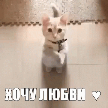 хочу любви котик котенок мурзик любовь любофь мими GIF - I Want Love Cat Kitten GIFs