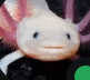 a close up of a white axolotl looking at the camera with a green circle in the background .