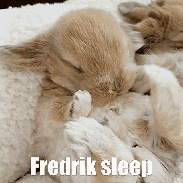 Fredrik Fredrik9d GIF - Fredrik Fredrik9d Kanin GIFs