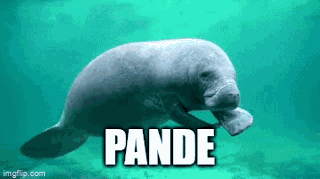 a manatee is swimming in the ocean and the word pande is above it