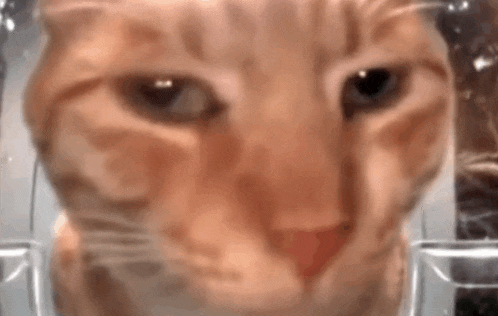a close up of a cat 's face looking out of a glass container .