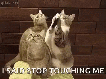 Cat Fight GIF - Cat Fight Stop Touching Me GIFs