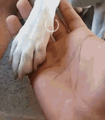 Dog Hands GIF - Dog Hands Hold GIFs