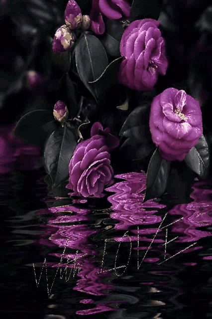 purple flowers are reflected in the water and the word love is written in the water