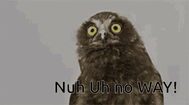 a picture of an owl with the words nuh uh no way below it