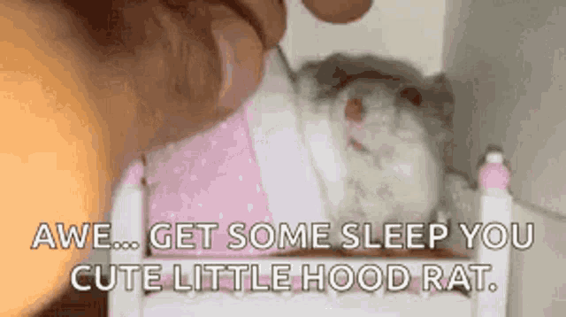 Aww Get Some Sleep GIF - Aww Get Some Sleep Cute Little Hood Rat GIFs