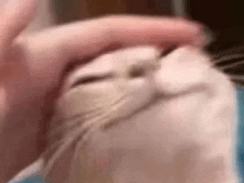 a close up of a person petting a white cat 's face .
