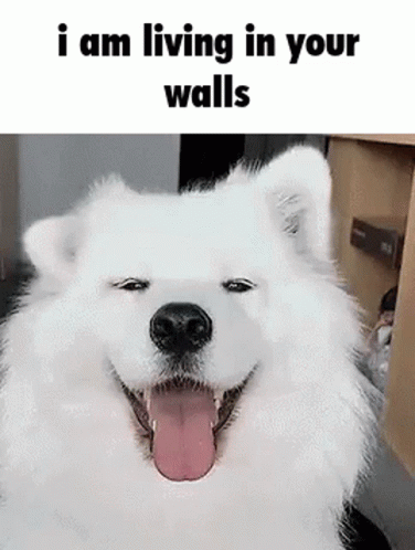 I Am Living In Your Walls GIF - I Am Living In Your Walls GIFs