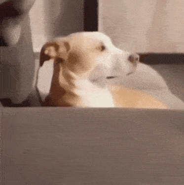 a brown and white dog is sitting in a bathtub looking out the window .