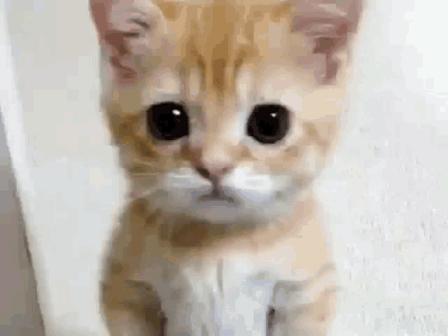 Why So Mean Cat GIF - Why So Mean Cat Crying Cat GIFs