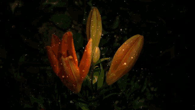 two orange flowers are lit up in the dark