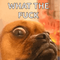 a close up of a dog with the words `` what the fuck '' written on it .