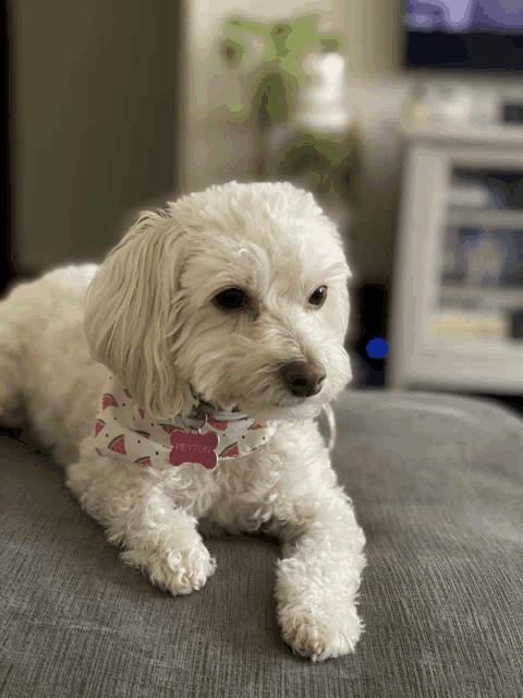 a white dog with a pink tag that says peyton on it
