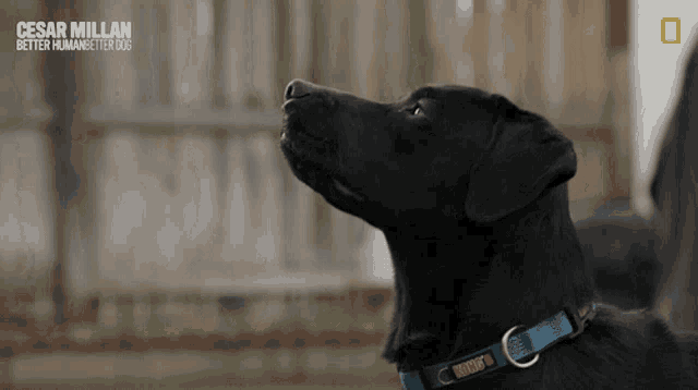 a black dog with a kong collar looks up