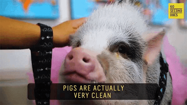 a pig is being petted by a person and the caption says pigs are actually very clean