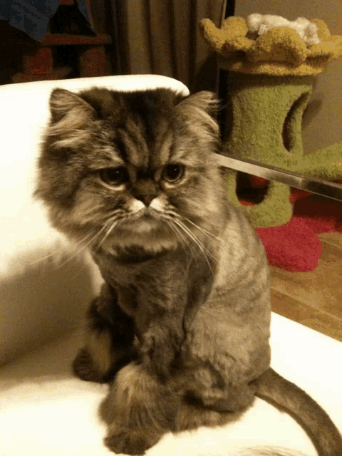 a cat with a shaved head is sitting on a chair