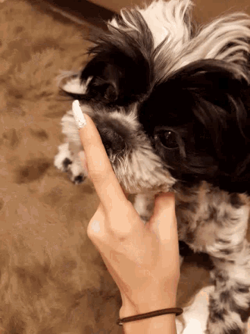 Dog Lick Fingers GIF - Dog Lick Fingers Licking GIFs
