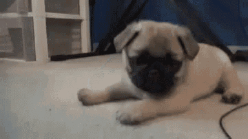 a pug puppy is laying on the floor with its head on the floor .