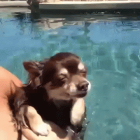 This Is The Life~ GIF - Dog Paddle Swim GIFs