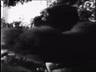 a black and white photo of a gorilla in a zoo