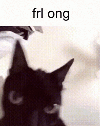 Cat Frl GIF - Cat Frl Ong GIFs