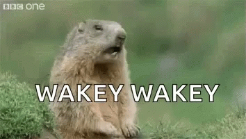 Wake Up GIF - Wake Up Hey GIFs