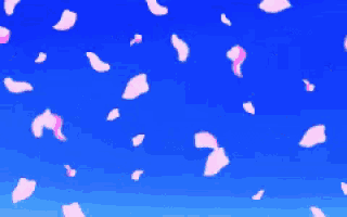 cherry blossom petals falling in a blue sky