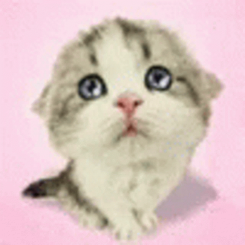 Crying Cat GIF