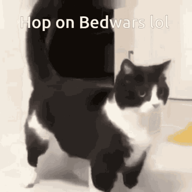 Cat Bedwars GIF