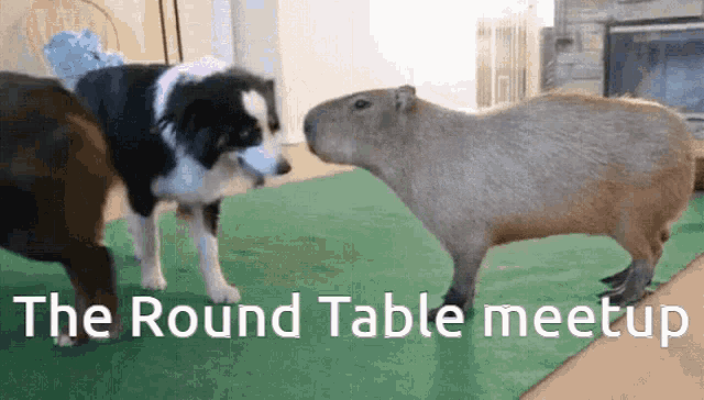 The Round Table Capybara GIF - The Round Table Capybara GIFs