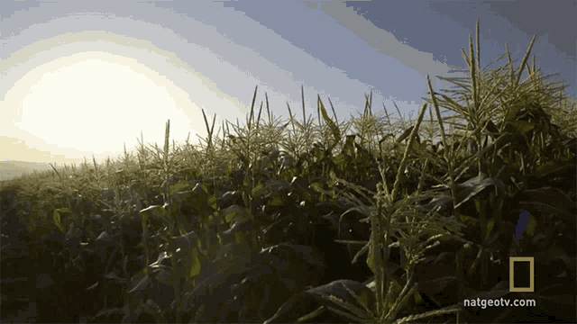 Wheat Sun GIF - Wheat Sun Farming GIFs