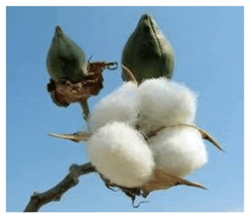 a close up of a cotton plant against a blue sky