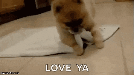 a pomeranian puppy is playing with a piece of paper and the words love ya are visible .