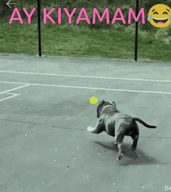 a dog playing with a tennis ball on a tennis court with ay kiyamam written on the bottom